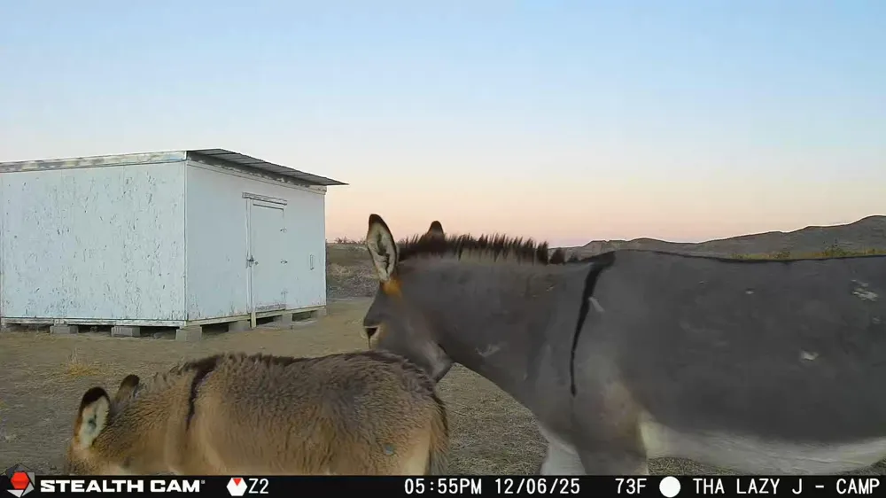Mailbox Road Alpine, TX 79852