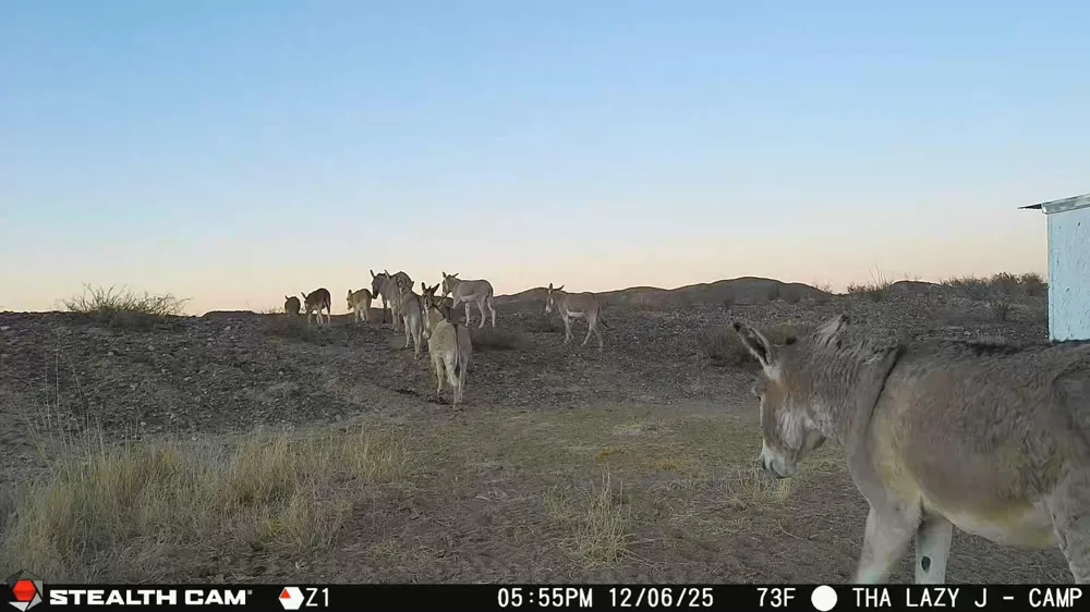 Mailbox Road Alpine, TX 79852