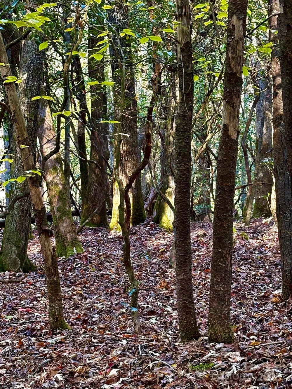 999 Old Spring Road Brevard, NC 28712
