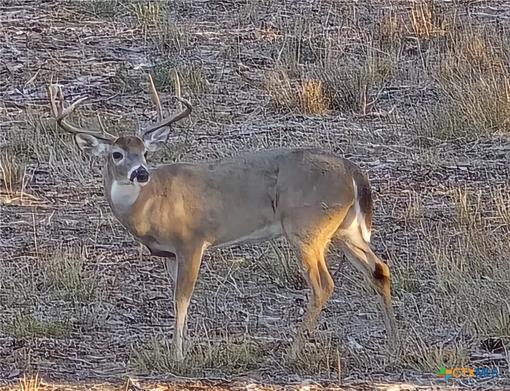 Vilas Road Holland, TX 76534