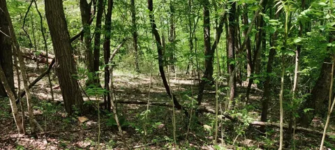 Coburntown (Lot 11) Road
