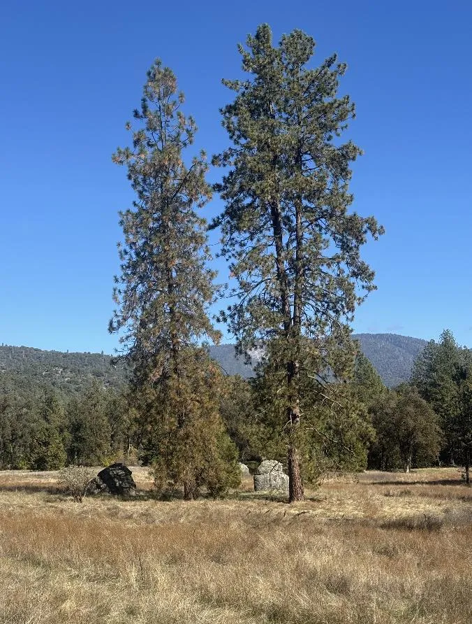 2795 State Highway 49 Mariposa, CA 95338