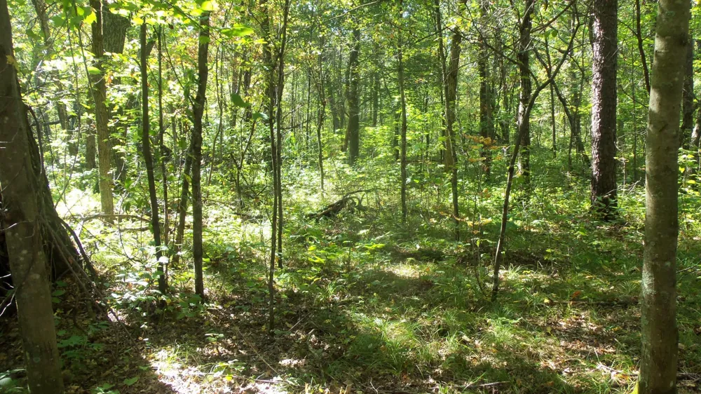 Lot 4 East River Rd Grantsburg, WI 54840