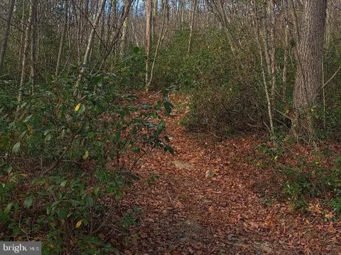 FOX TAIL ROAD