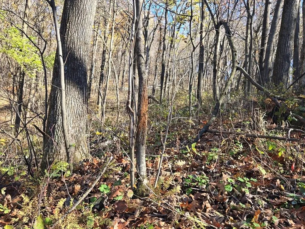 0 County Road KK Mondovi, WI 54610