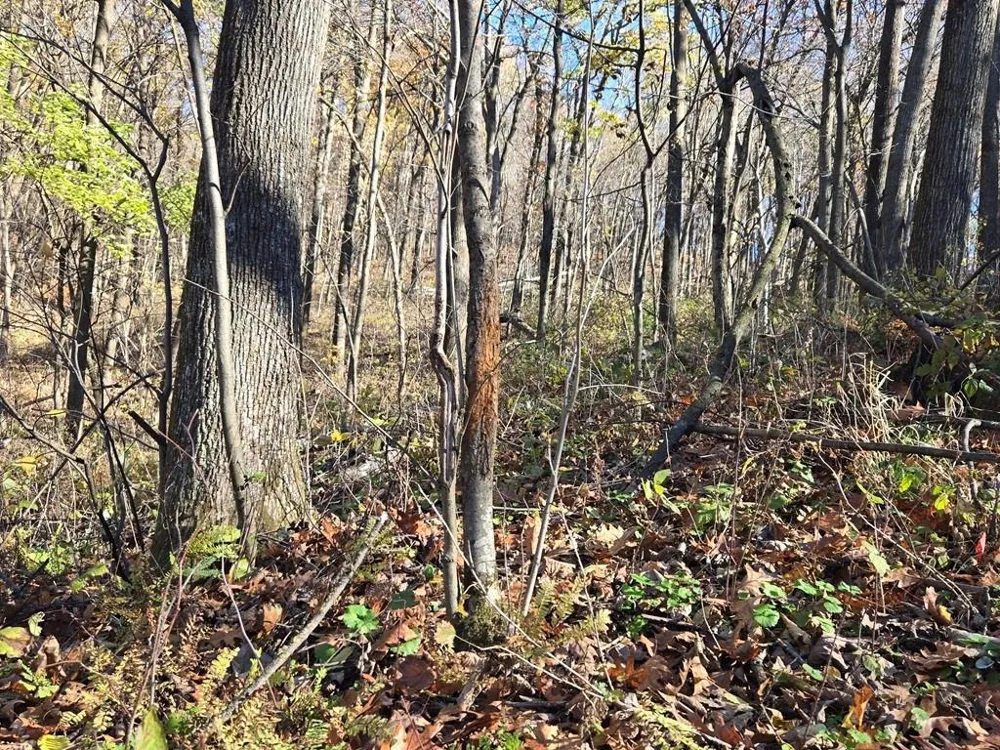 0 County Road KK Mondovi, WI 54610