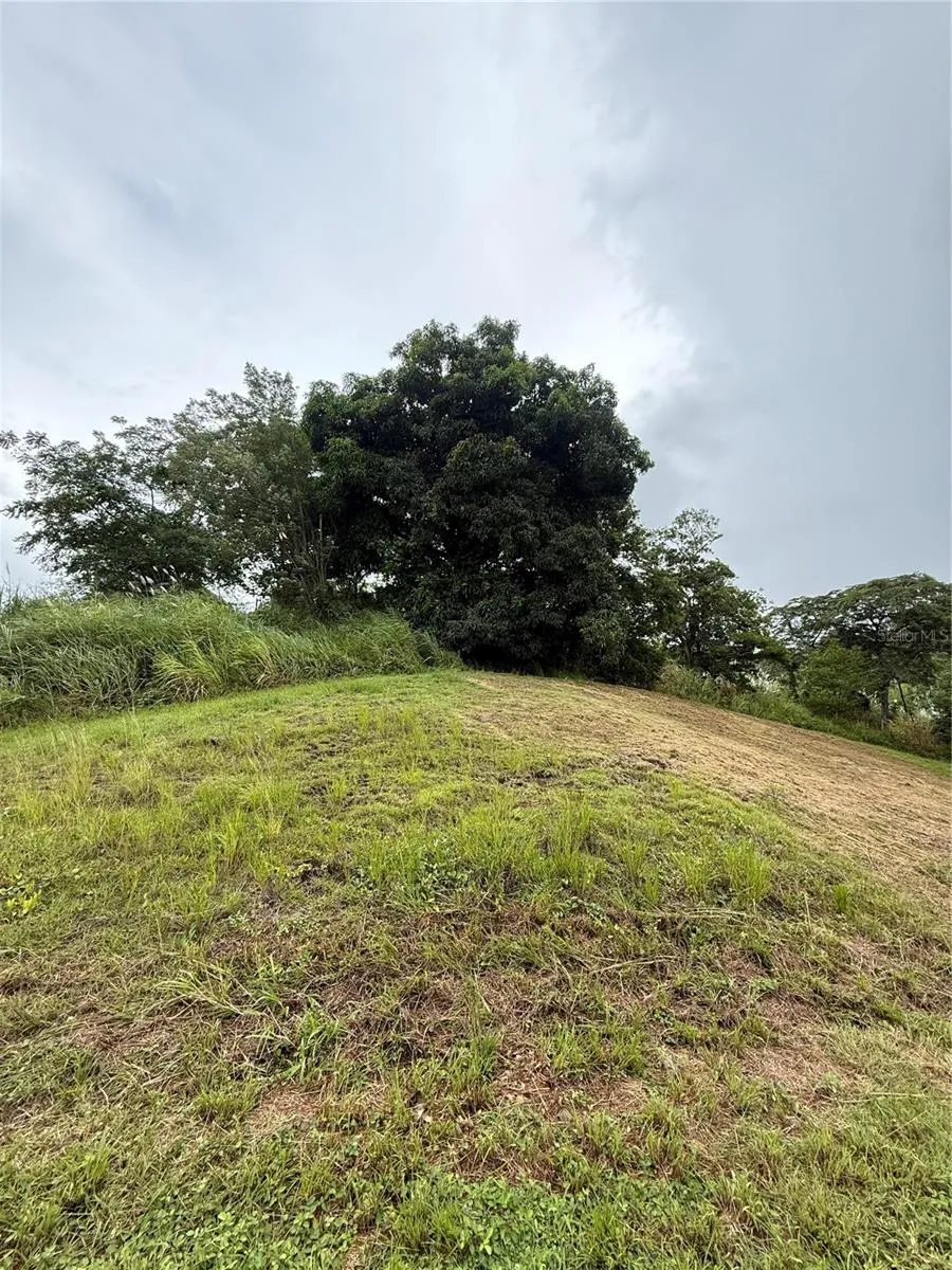 ROUTE 159 Corozal, PR 00783