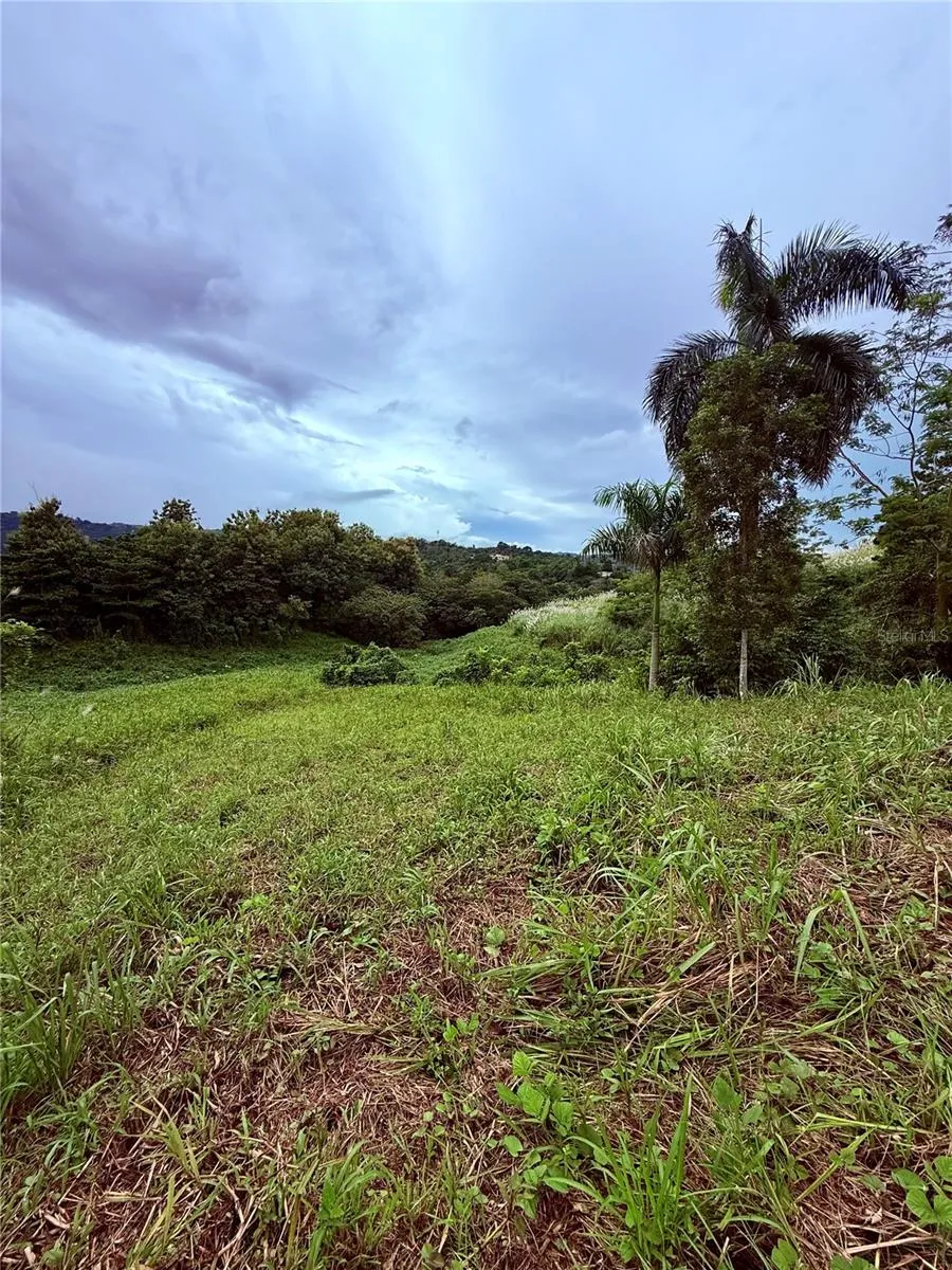 ROUTE 159 Corozal, PR 00783