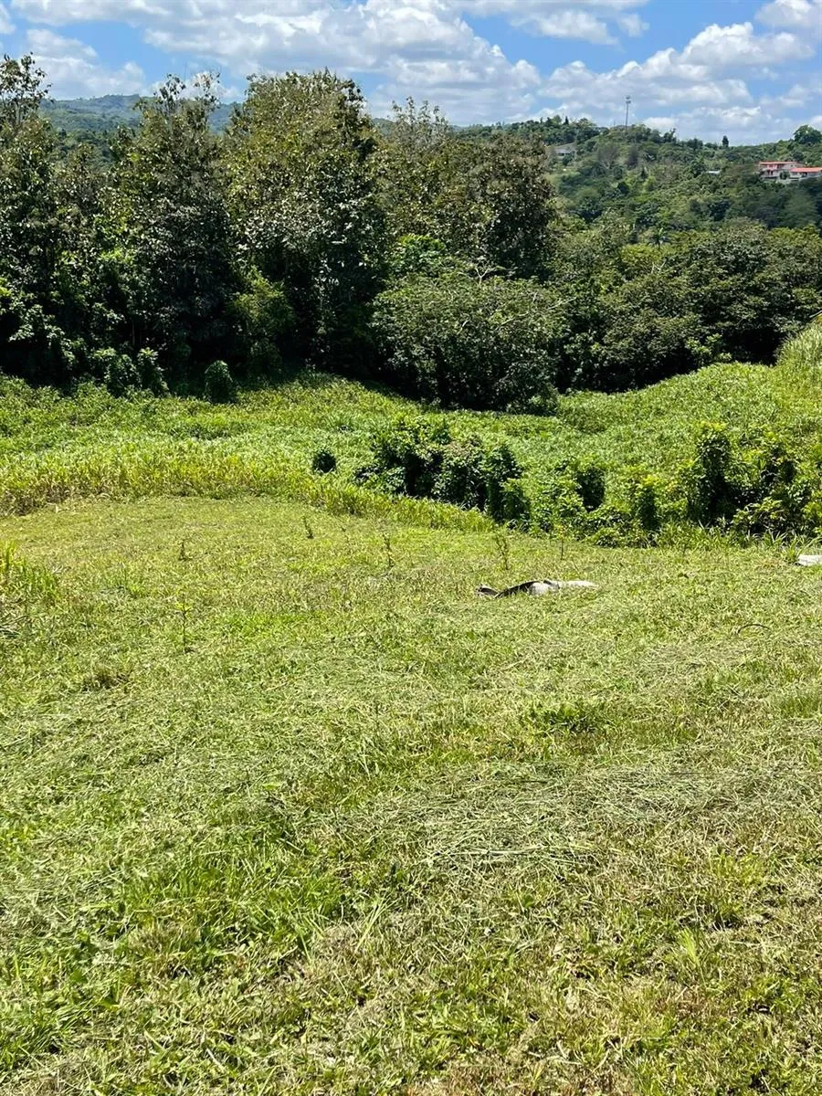 ROUTE 159 Corozal, PR 00783