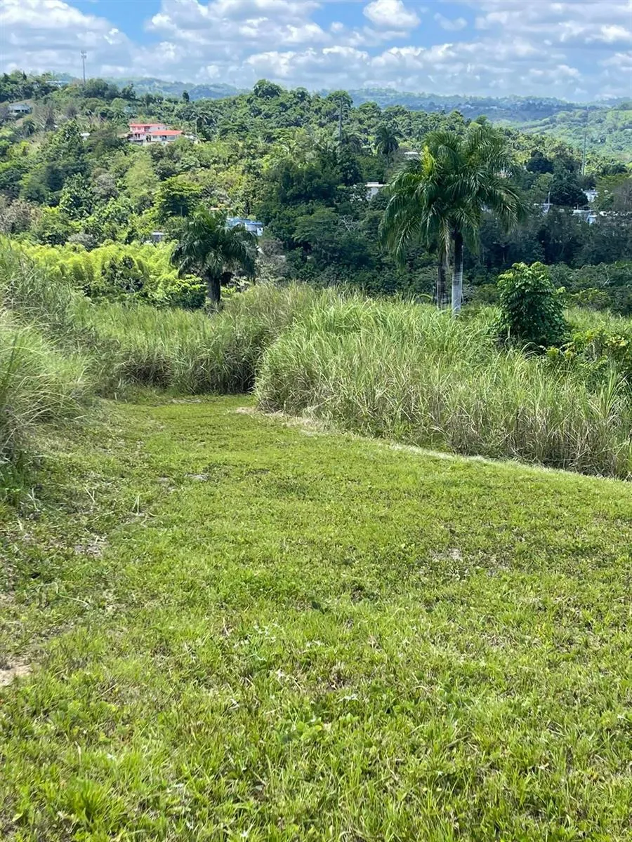 ROUTE 159 Corozal, PR 00783