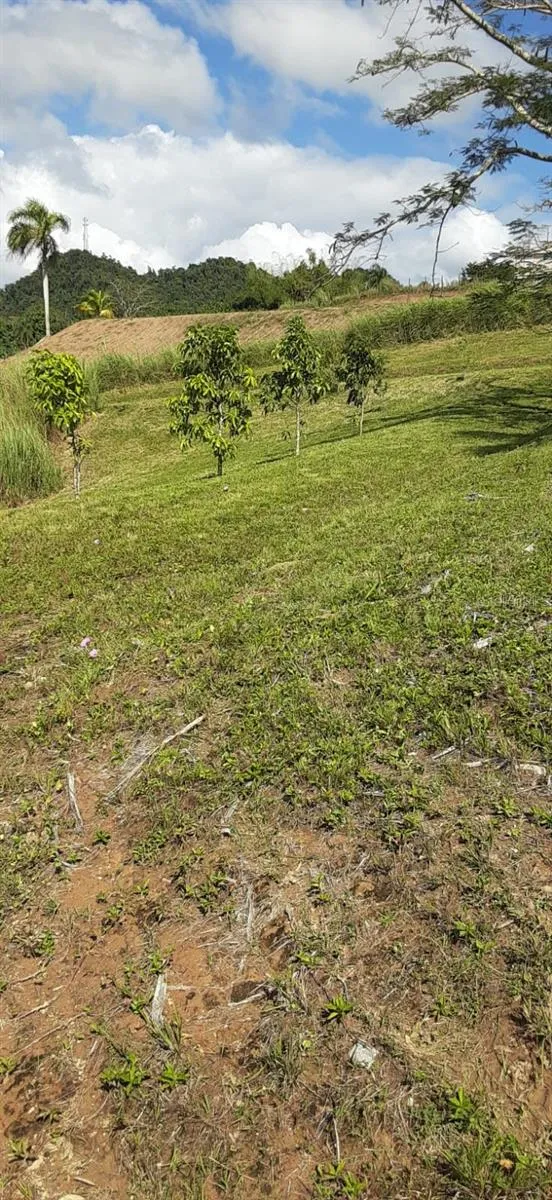 ROUTE 159 Corozal, PR 00783