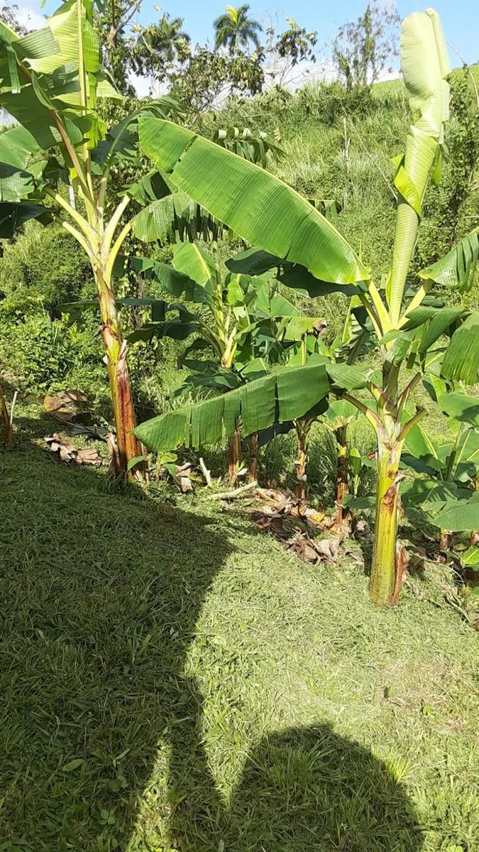 ROUTE 159 Corozal, PR 00783