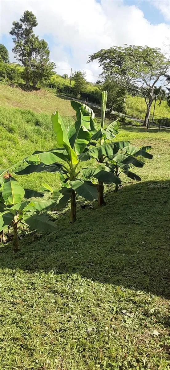 ROUTE 159 Corozal, PR 00783