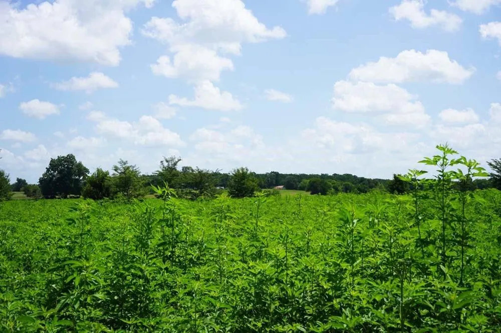 65 County Road 419 Navasota, TX 77868