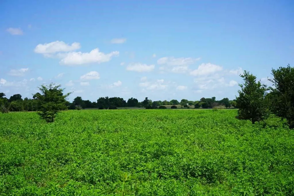 65 County Road 419 Navasota, TX 77868