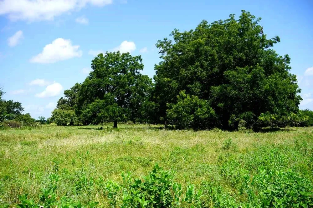 65 County Road 419 Navasota, TX 77868