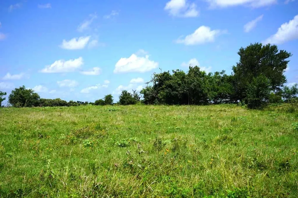 65 County Road 419 Navasota, TX 77868