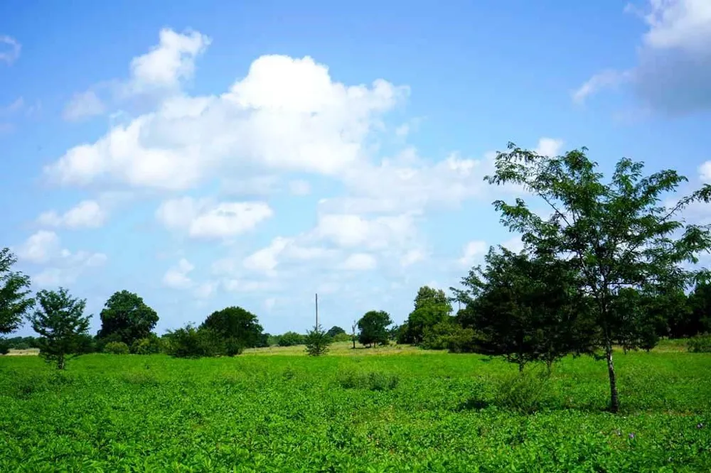 65 County Road 419 Navasota, TX 77868