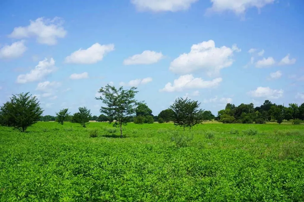 65 County Road 419 Navasota, TX 77868
