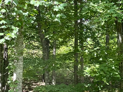 Roaring Creek Road