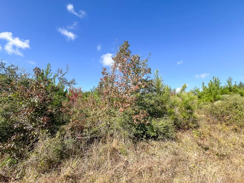 1 Fm 787 Votaw, TX 77376