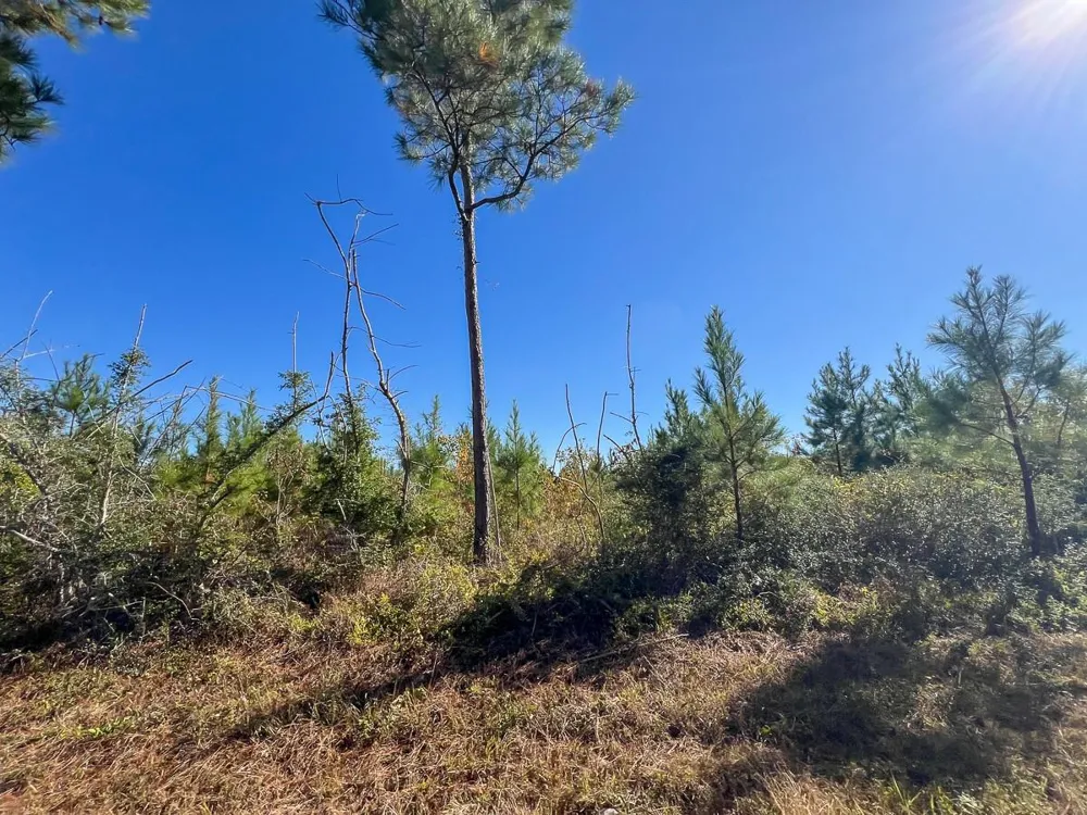 2 Fm 787 Votaw, TX 77376