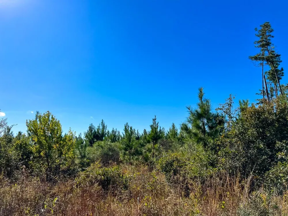 2 Fm 787 Votaw, TX 77376
