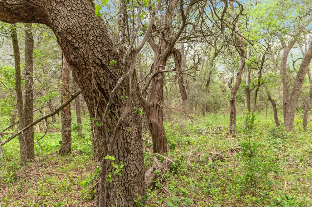 1306 Thousand Oaks Loop San Marcos, TX 78666