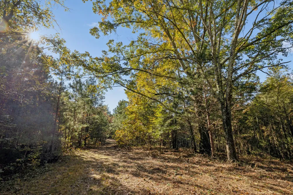 7489 Shoals Branch Rd Primm Springs, TN 38476