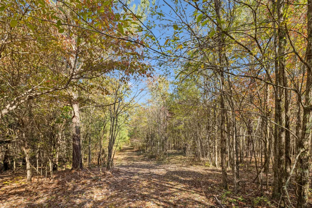 7489 Shoals Branch Rd Primm Springs, TN 38476