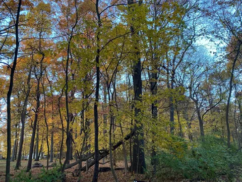 Oak Drive