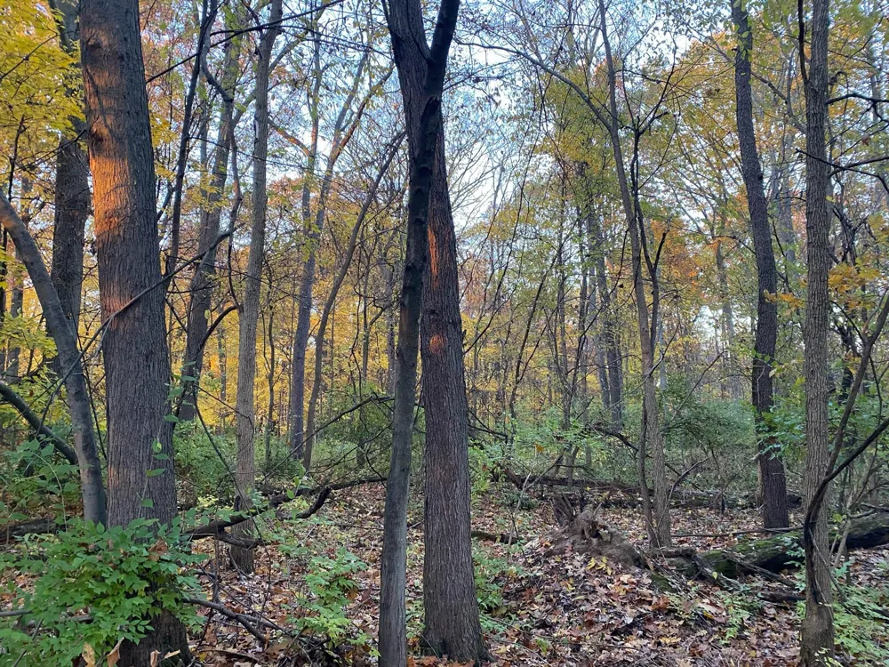 Oak Drive Three Rivers, MI 49093