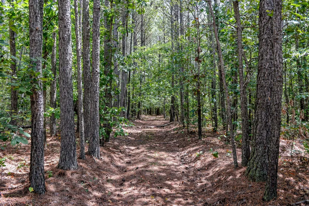 0 Brush Creek Rd Hohenwald, TN 38462
