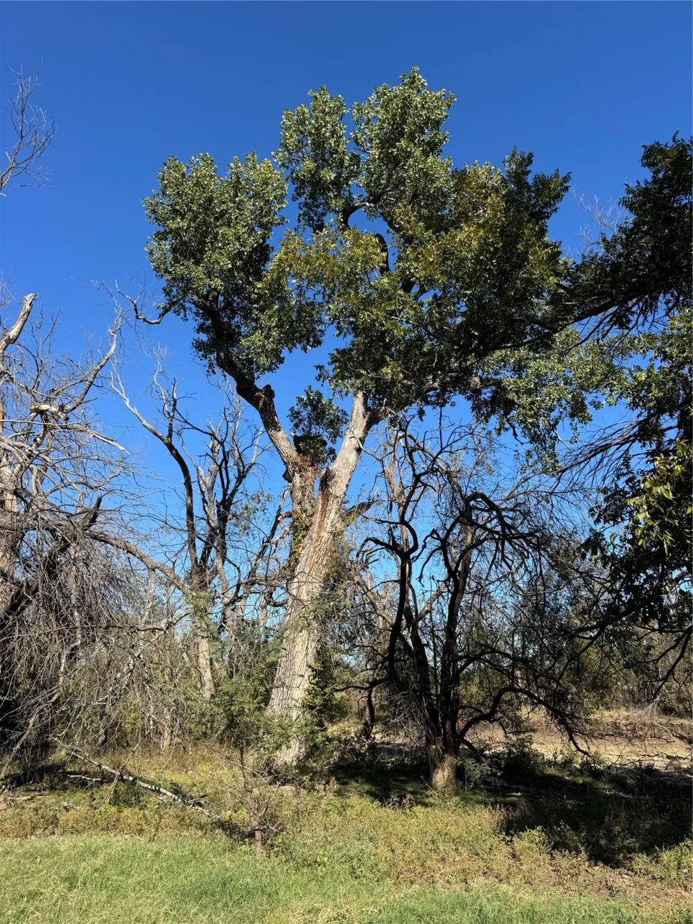 2435 County Road 247 Valley View, TX 76272
