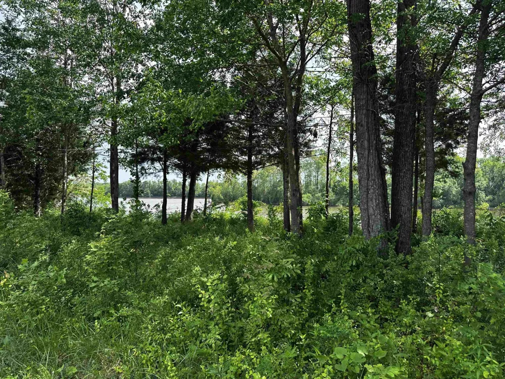0 CATFISH LN Crump, TN 38327