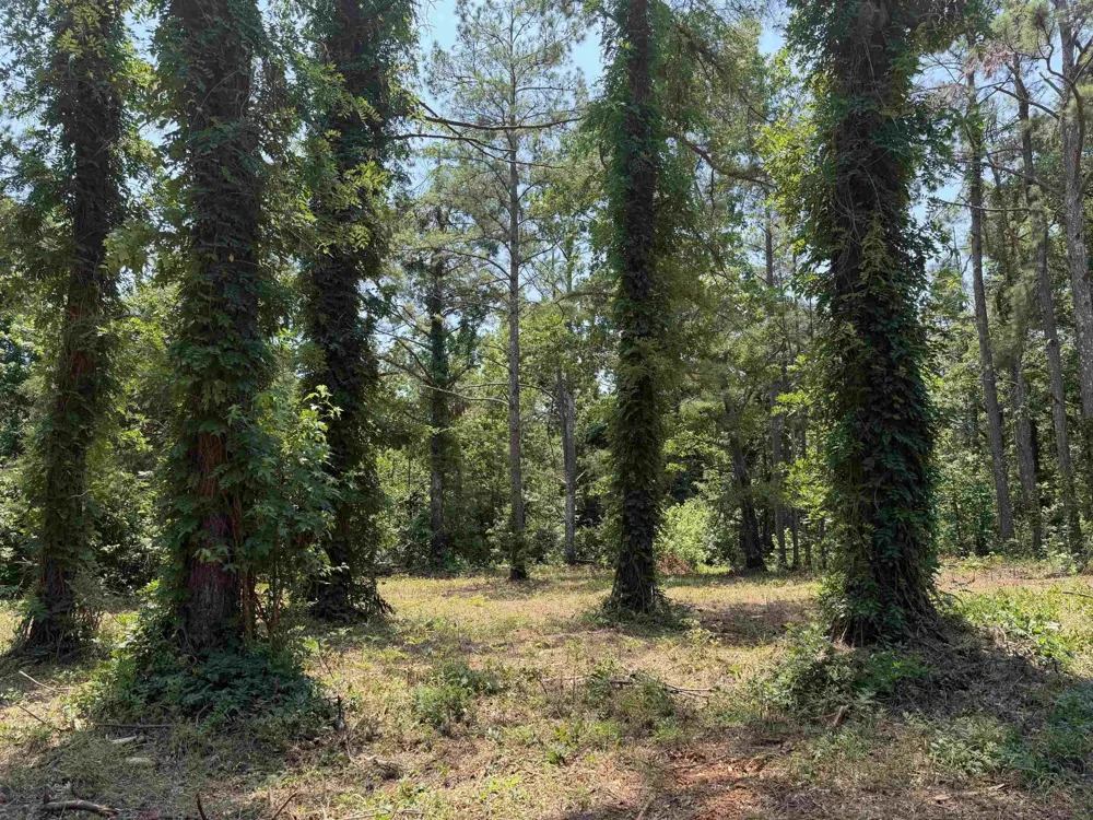 0 Hwy 57 Michie, TN 38357