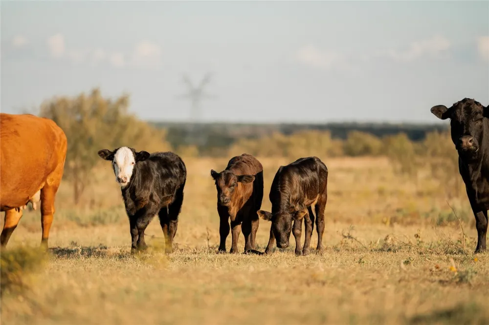 247 E Fm 581 Highway Lometa, TX 76853