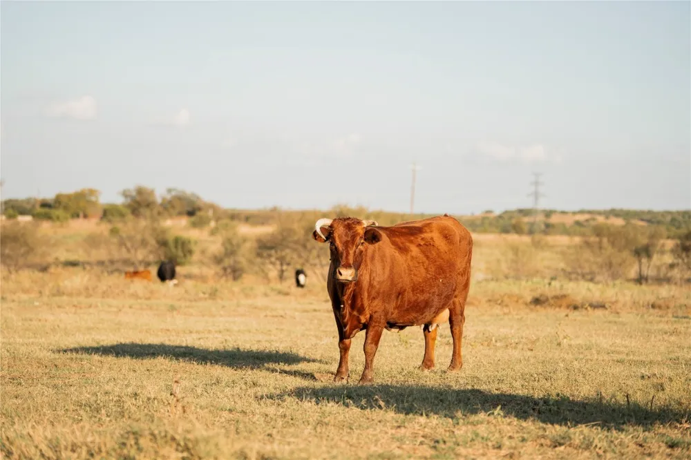 247 E Fm 581 Highway Lometa, TX 76853