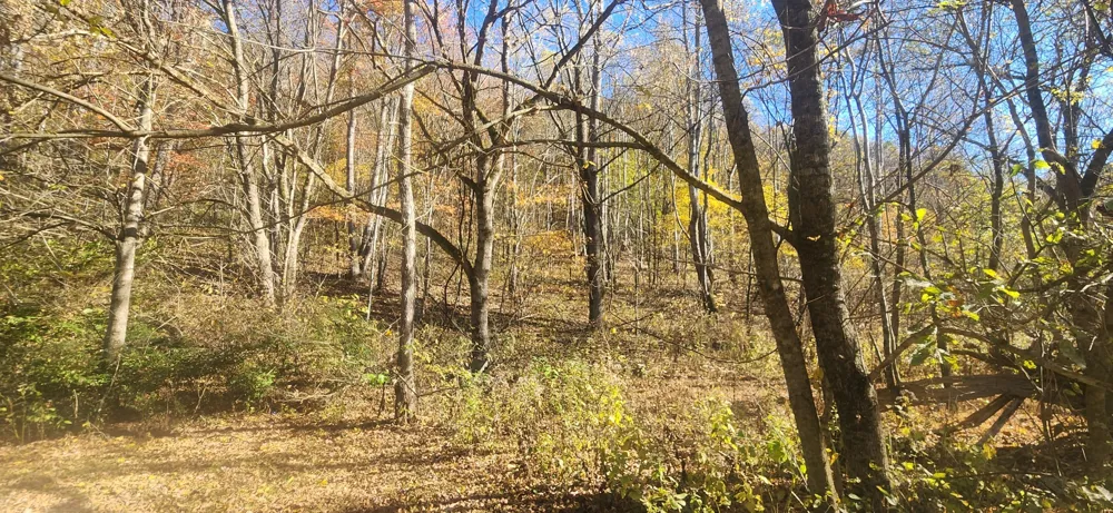 0 Ferguson Road Cornersville, TN 37047