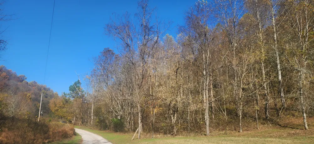 0 Ferguson Road Cornersville, TN 37047
