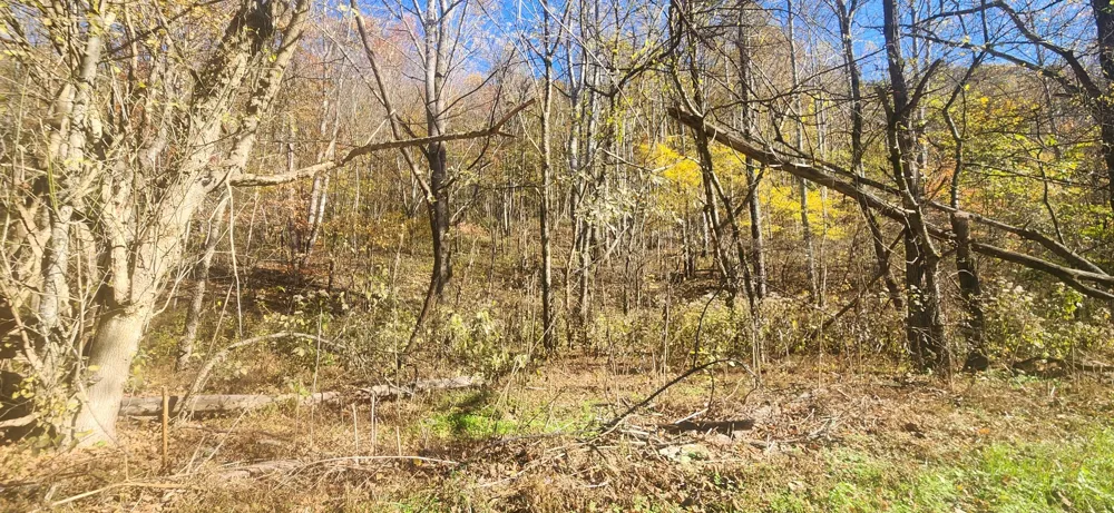0 Ferguson Road Cornersville, TN 37047