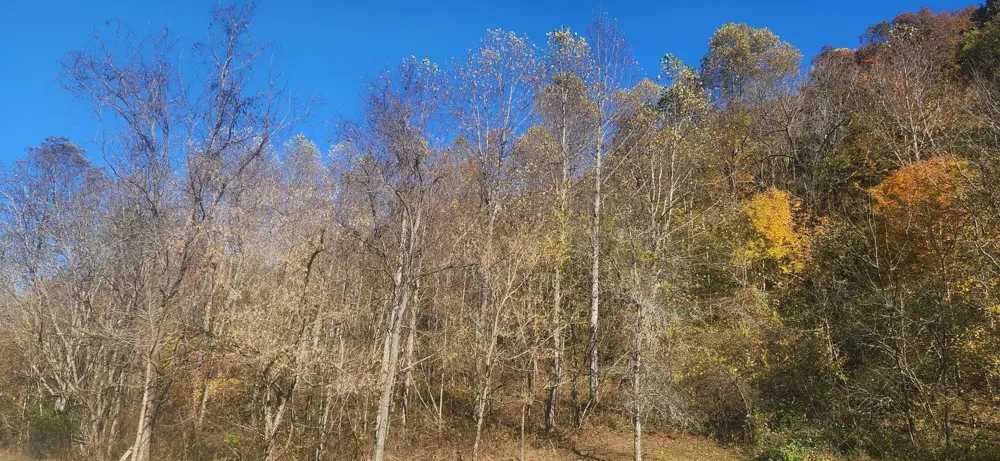 0 Ferguson Road Cornersville, TN 37047