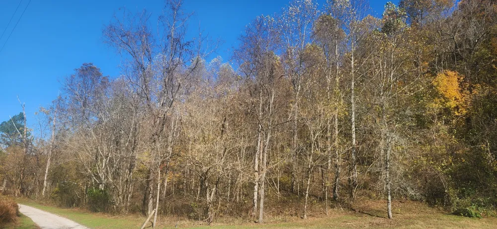 0 Ferguson Road Cornersville, TN 37047
