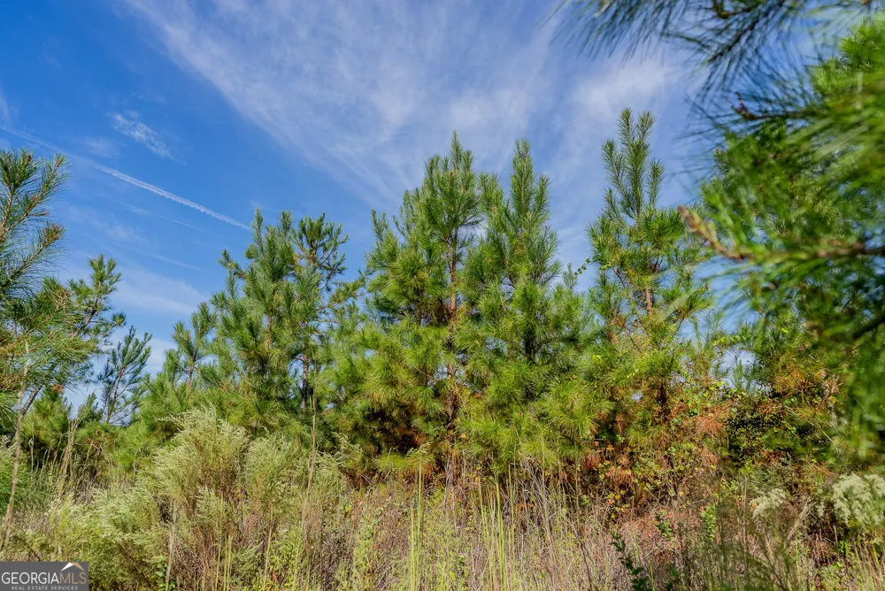 TRACT 7 Kinnett RD Jacksonville, GA 31544