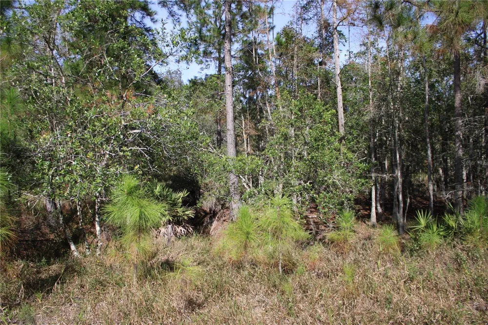 DUBOISE DRIVE Clermont, FL 34711