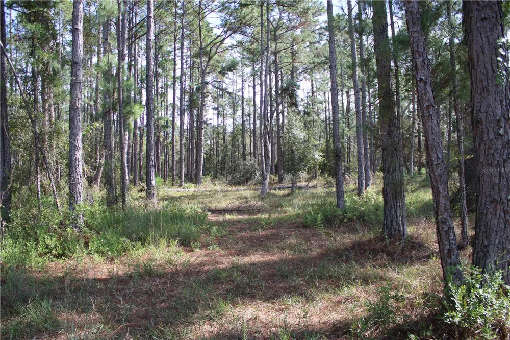 DUBOISE DRIVE Clermont, FL 34711