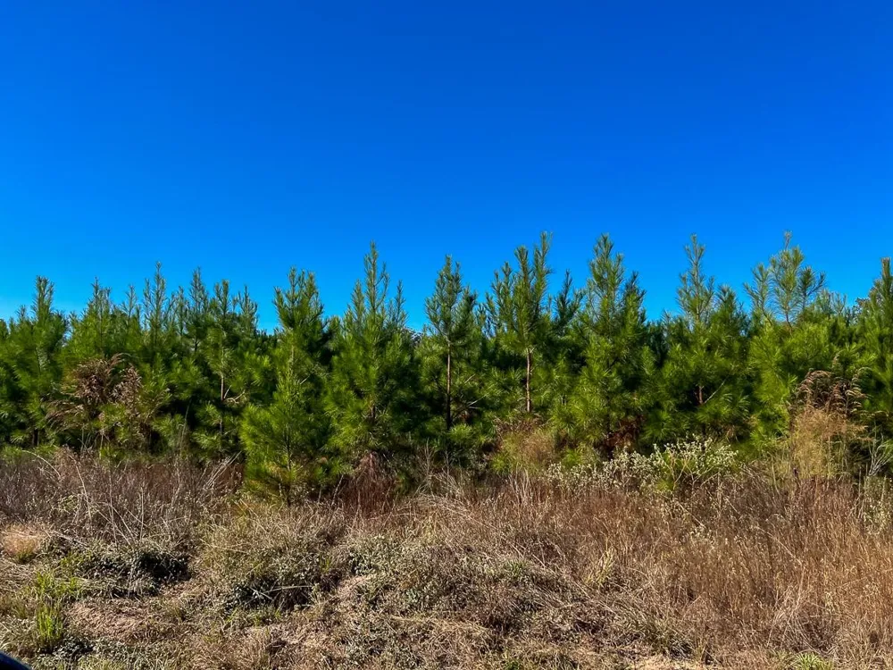 3 Fm 787 Votaw, TX 77376