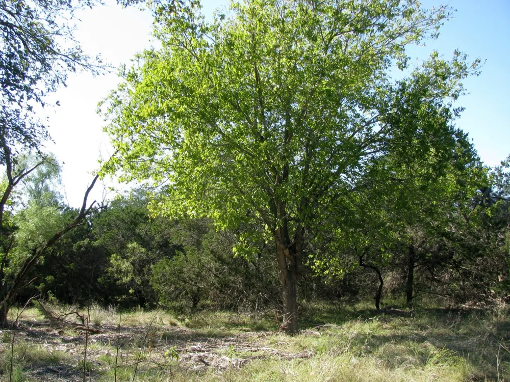 PR 42112 Evant, TX 76525
