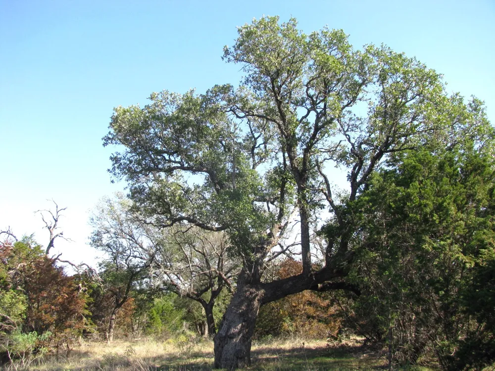 PR 42112 Evant, TX 76525