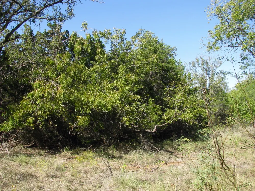 PR 42112 Evant, TX 76525